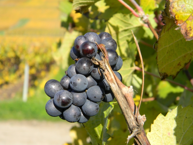 Champagne SONNETTE-PETIT - 